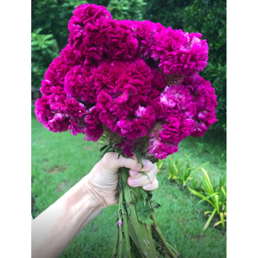 Flor Crista de Galo rosa