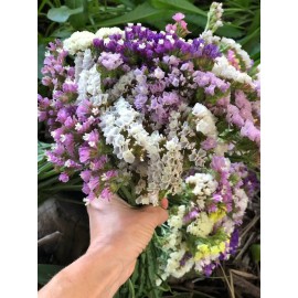 Flor Estátice - maço