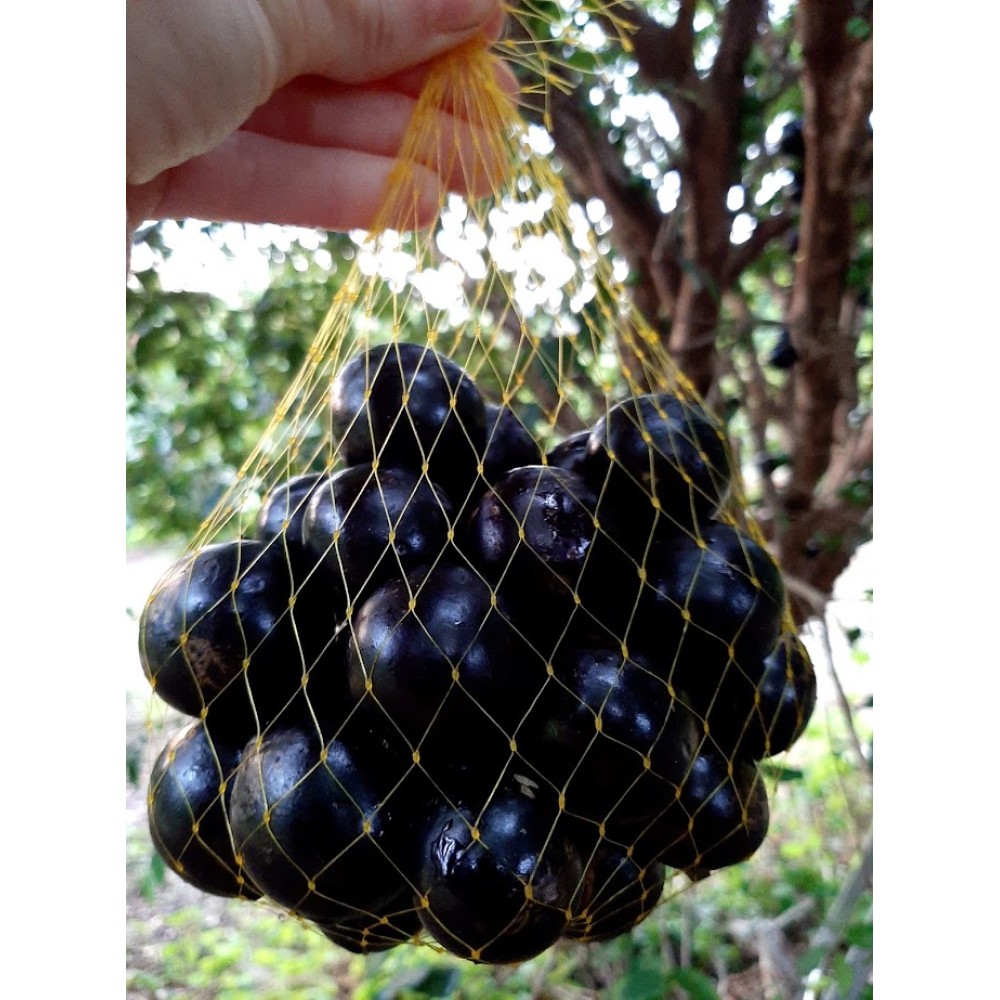 Jabuticaba - 500g Jabuticaba - 500g