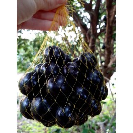 Jabuticaba - 500g