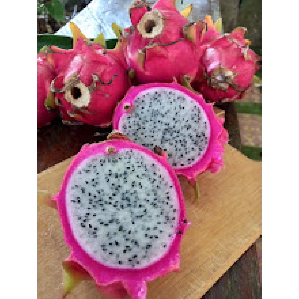 Pitaya branca grande