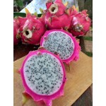 Pitaya branca grande