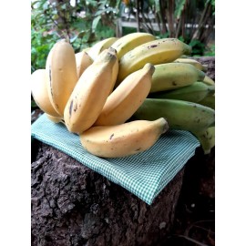 Bananas - kg