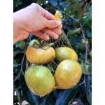 Caqui Chocolate - 500g