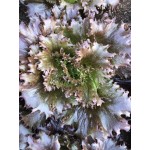 Alface Crespa Roxa - unidade