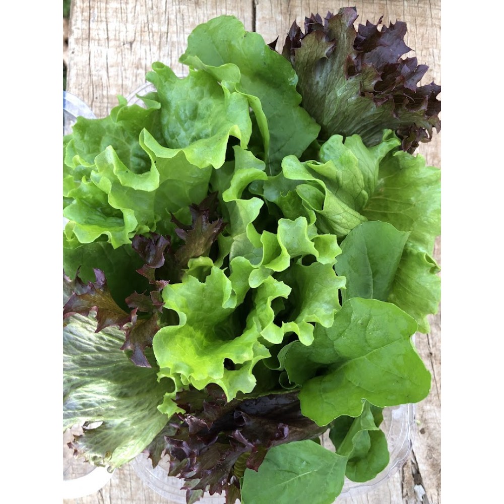 Mix de folhas selecionas - pote (150g)