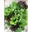 Mix de folhas selecionas - pote (150g)
