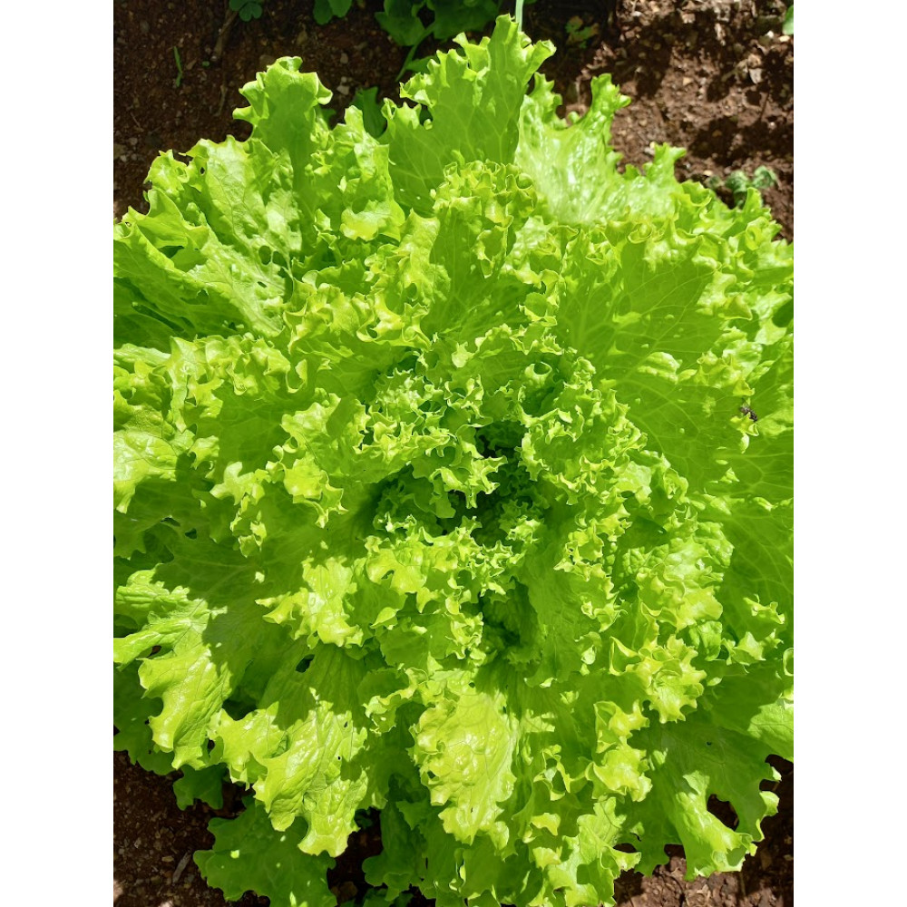 Alface Crespa Verde - unidade