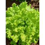 Alface Crespa Verde - unidade