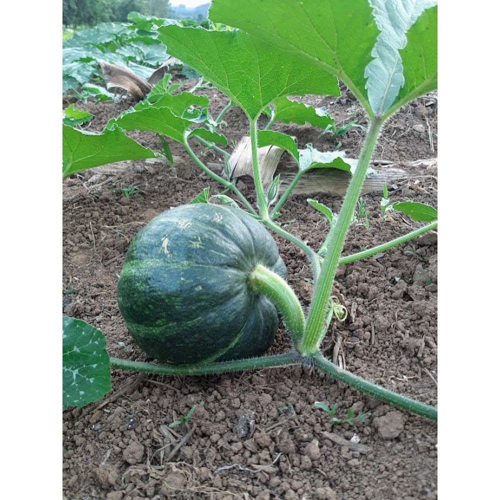 Abóbora Cabotiá- pedaços de 1 kg cada