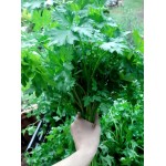 Salsa - maço