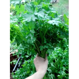 Salsa - maço